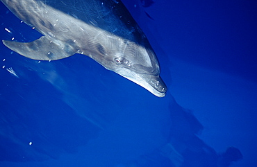 Bottlenose dolphin (Tursiops truncatus), La Paz, Baja California, Mexico, Sea of Cortez, North America