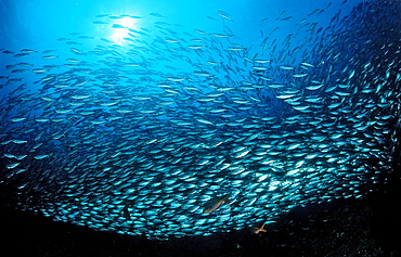 Schooling Pacific chub mackerel (Macarela estornino) (Scomber japonicus), La Paz, Baja California, Mexico, Sea of Cortez, North America