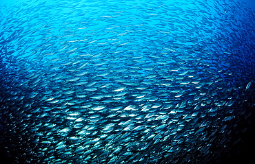 Schooling Pacific chub mackerel (Scomber japonicus), La Paz, Baja California, Mexico, Sea of Cortez, North America