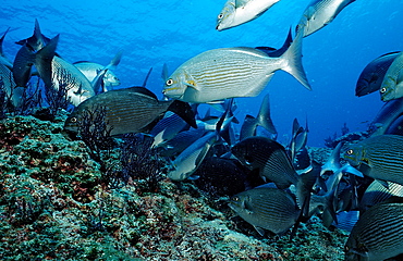 Rabbitfish (Siganus sp.), La Paz, Baja California, Mexico, Sea of Cortez, North America