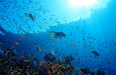 Yellowtailed surgeonfish (Prionurus laticlavius) and coral reef, La Paz, Baja California, Mexico, Sea of Cortez, North America