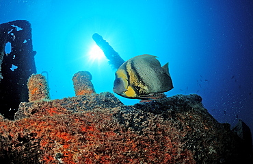 Cortez angelfish (Pomacanthus zonipectus) in ship wreck, La Paz, Baja California, Mexico, Sea of Cortez, North America