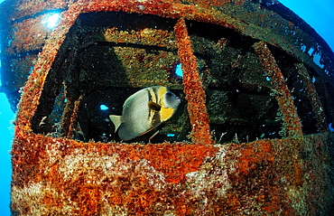 Cortez angelfish (Pomacanthus zonipectus) in ship wreck, La Paz, Baja California, Mexico, Sea of Cortez, North America