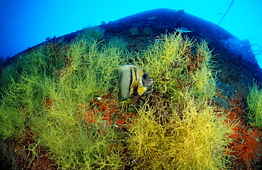 Cortez angelfish (Pomacanthus zonipectus), La Paz, Baja California, Mexico, Sea of Cortez, North America