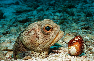 Giant jawfish (Opistognathus rhomaleus) digging hole, La Paz, Baja California, Mexico, Sea of Cortez, North America