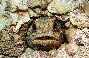 Giant jawfish (Opistognathus rhomaleus), La Paz, Baja California, Mexico, Sea of Cortez, North America