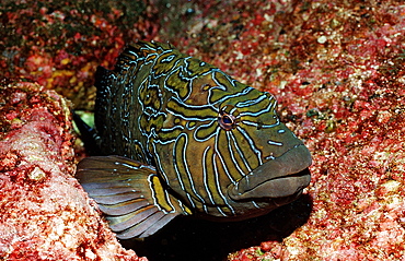 Hieroglyphic hawkfish (Cirrhitus rivulatus), La Paz, Baja California, Mexico, Sea of Cortez, North America