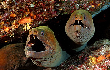 Panamic green moray eel (Gymnothorax castaneus), La Paz, Baja California, Mexico, Sea of Cortez, North America