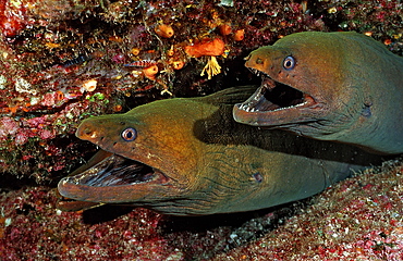 Panamic green moray eel (Gymnothorax castaneus), La Paz, Baja California, Mexico, Sea of Cortez, North America