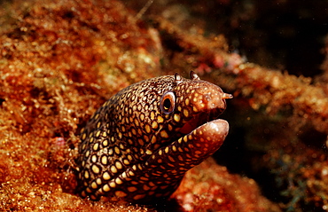 Jewel moray eel (Muraena lentiginosa), La Paz, Baja California, Mexico, Sea of Cortez, North America