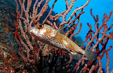 Balloonfish (Diodon holocanthus), La Paz, Baja California, Mexico, Sea of Cortez, North America