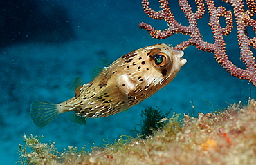 Balloonfish (Diodon holocanthus), La Paz, Baja California, Mexico, Sea of Cortez, North America