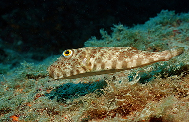 Brown puffer (Sphoeroides marmoratus), La Paz, Baja California, Mexico, Sea of Cortez, North America