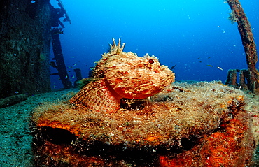 Stone scorpionfish (Scorpaena plumieri mystes) on wreck, La Paz, Baja California, Mexico, Sea of Cortez, North America