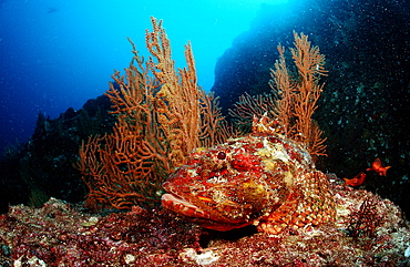 Stone scorpionfish (Scorpaena plumieri mystes), La Paz, Baja California, Mexico, Sea of Cortez, North America