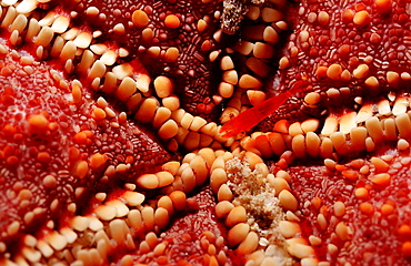 Commensal shrimp (Periclimenes soror), on a seastar, La Paz, Baja California, Mexico, Sea of Cortez, North America