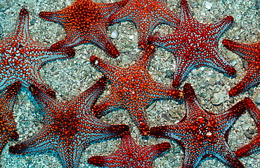 Red starfishes (Asteroidea), La Paz, Baja California, Mexico, Sea of Cortez, North America