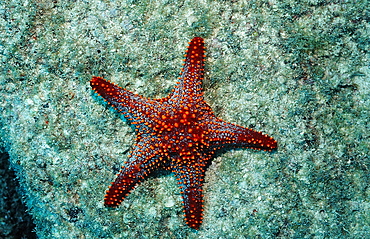 Red starfish (Asteroidea), La Paz, Baja California, Mexico, Sea of Cortez, North America