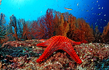 Red starfish (Asteroidea) and coral reef, La Paz, Baja California, Mexico, Sea of Cortez, North America