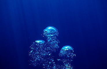 Air bubbles rising underwater, La Paz, Baja California, Mexico, Sea of Cortez, North America