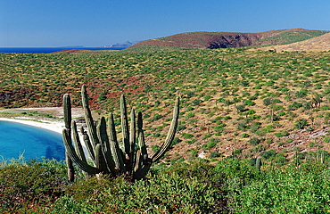 Cardon cactus (Pachycereus pringlei), in desert, La Paz, Baja California, Mexico, Sea of Cortez, North America