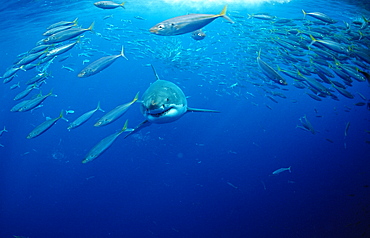 Great white shark (Carcharodon carcharias), Gansbaai, Dyer Island, South Africa, Atlantic Ocean, Africa