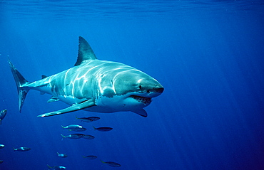 Great white shark (Carcharodon carcharias), Gansbaai, Dyer Island, South Africa, Atlantic Ocean, Africa