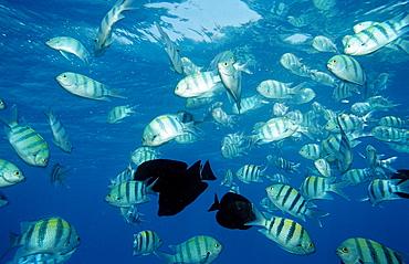 Indopacific sergeant (Abudefduf vaigiensis), Sharm el Sheikh, Sinai, Egypt, Red Sea, North Africa, Africa