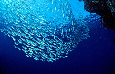 Schooling cardinal fishes, Egypt, Red Sea, North Africa, Africa