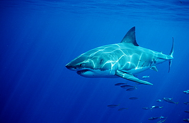 Great white shark (Carcharodon carcharias), Dangerous Reef, Neptune Island, Australia, Pacific