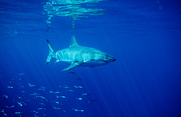 Great white shark (Carcharodon carcharias), Dangerous Reef, Neptune Island, Australia, Pacific