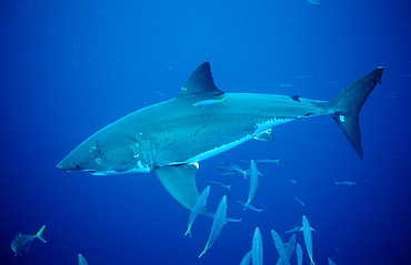 Great white shark (Carcharodon carcharias), Dangerous Reef, Neptune Island, Australia, Pacific