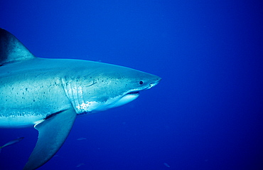 Great white shark (Carcharodon carcharias), Dangerous Reef, Neptune Island, Australia, Pacific