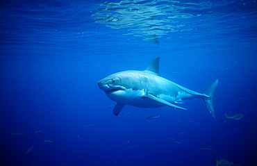 Great white shark (Carcharodon carcharias), Dangerous Reef, Neptune Island, Australia, Pacific