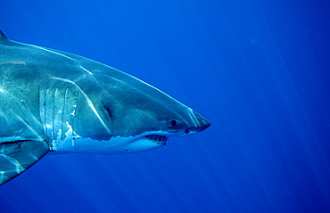 Great white shark (Carcharodon carcharias), Dangerous Reef, Neptune Island, Australia, Pacific