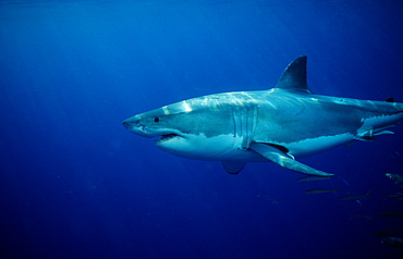 Great white shark (Carcharodon carcharias), Dangerous Reef, Neptune Island, Australia, Pacific