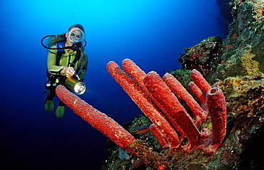 Tube sponge and scuba diver, Catalina, Caribbean Sea, Dominican Republic, West Indies, Central America