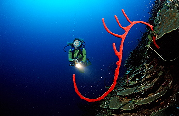 Rope sponge and scuba diver, Catalina, Caribbean Sea, Dominican Republic, West Indies, Central America