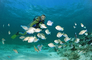 Surgeonfishes (Ancanthurus chirurgus), and scuba diver, Punta Cana, Caribbean Sea, Dominican Republic