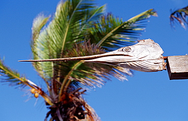 Dried head of a sword fish, Punta Cana, Dominican Republic, West Indies, Caribbean, Central America