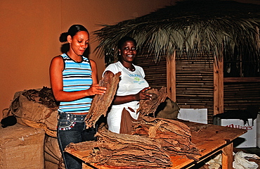 Cigar production, Punta Cana, Dominican Republic, West Indies, Caribbean, Central America