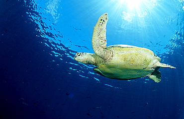 Green sea turtle, green turtle, Chelonia mydas, Malaysia, Pazifik, Pacific ocean, Borneo, Sipadan