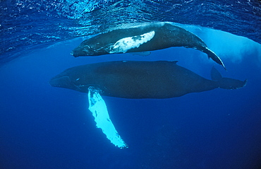 Humpback whale mother and calf (Megaptera novaeangliae), Rurutu, Tahiti, French Polynesia, Pacific Ocean, Pacific