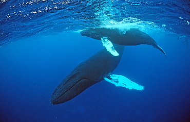 Humpback whale mother and calf (Megaptera novaeangliae), Rurutu, Tahiti, French Polynesia, Pacific Ocean, Pacific