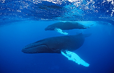 Humpback whale mother and calf (Megaptera novaeangliae), Rurutu, Tahiti, French Polynesia, Pacific Ocean, Pacific