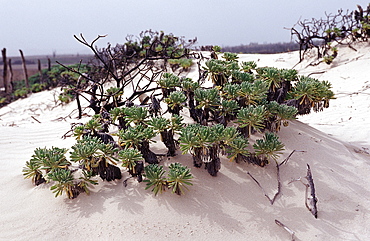 Plant on sand dune, Netherlands Antilles, Bonaire, Bonaire, Washington Slagbaai National Park, Playa Chikitu