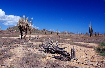 Cactuses, Netherlands Antilles, Bonaire, Bonaire, Washington Slagbaai National Park, Boka Chikitu