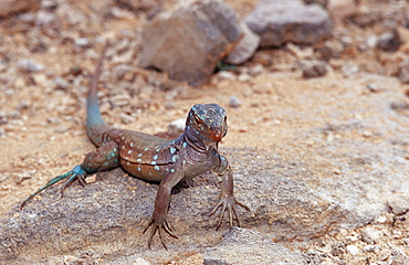 Blue whiptail lizard, Cnemidophorus murinus ruthveni, Netherlands Antilles, Bonaire, Bonaire, Washington Slagbaai National Park, Boka Chikitu