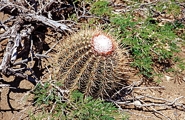 Cactuses, Netherlands Antilles, Bonaire, Bonaire, Washington Slagbaai National Park