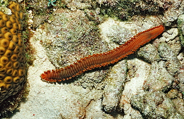 Bearded Fireworm, Hermodice carunculata, Netherlands Antilles, Bonaire, Caribbean Sea